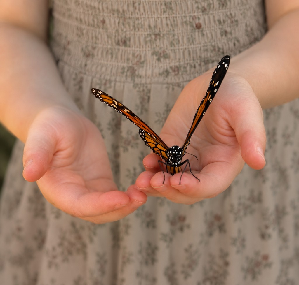 A child's hands holding a butterfly.